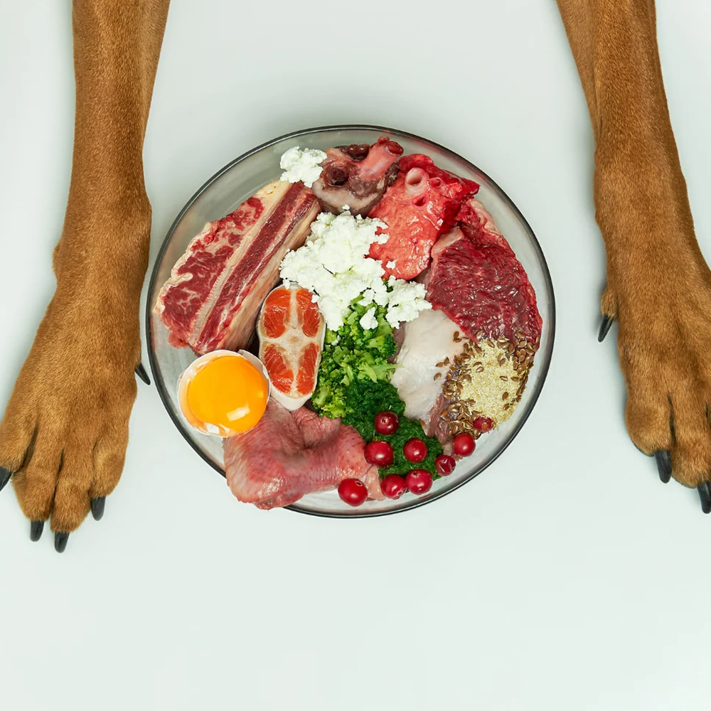 Understanding Canine Nutrition: Providing Your Dog with a Healthier Diet