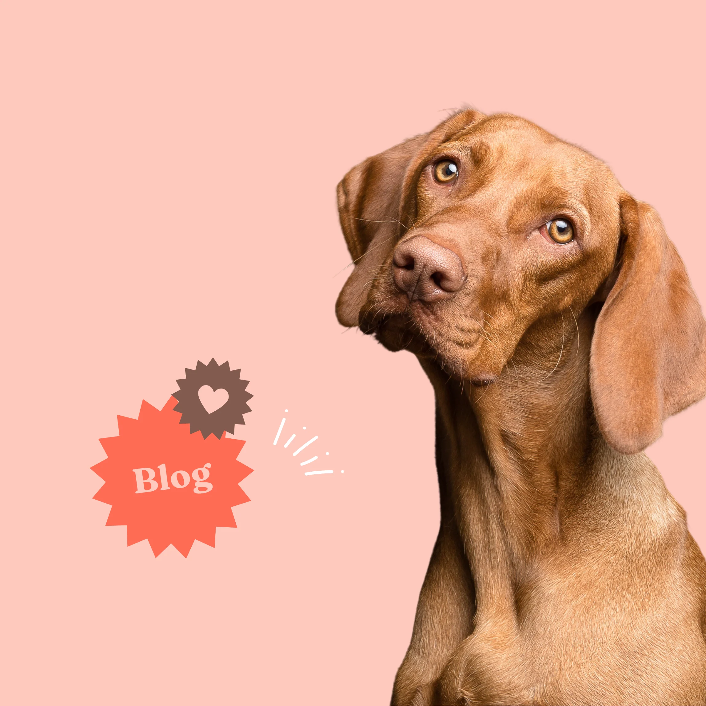 Food and Nutrition: The Key to a Healthy Life for Dogs 🐶