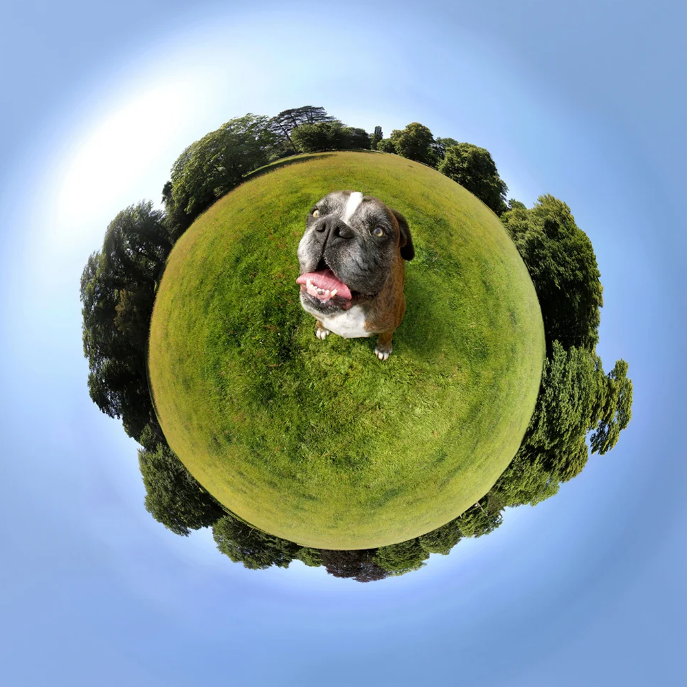 The Intriguing World of Dogs: Understanding Their Unique Traits and Behaviors