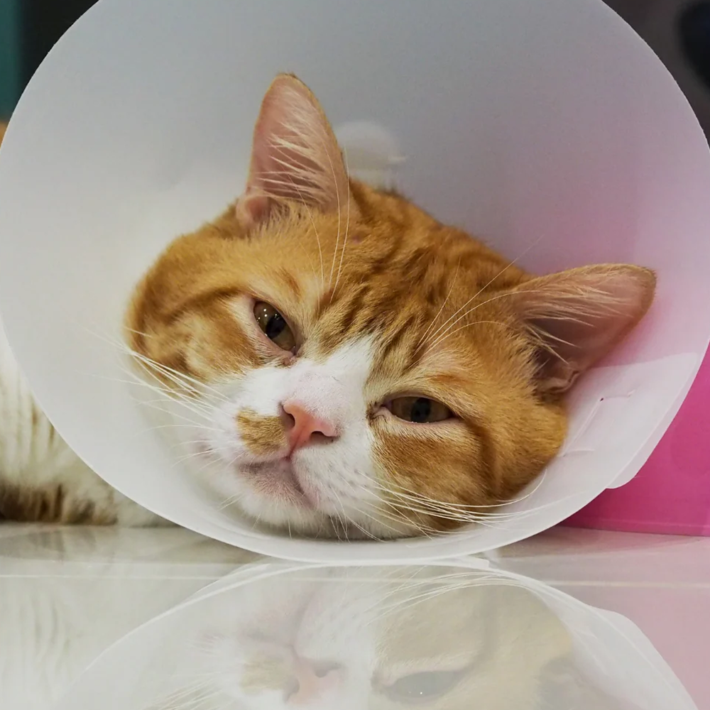 A Comprehensive Guide to Common Cat Health Issues and How to Prevent Them.