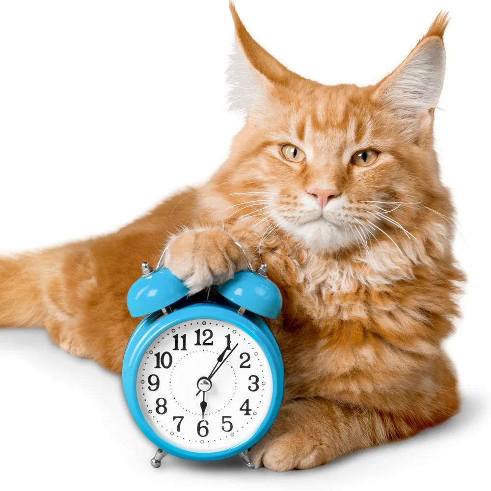 How long do cats live?