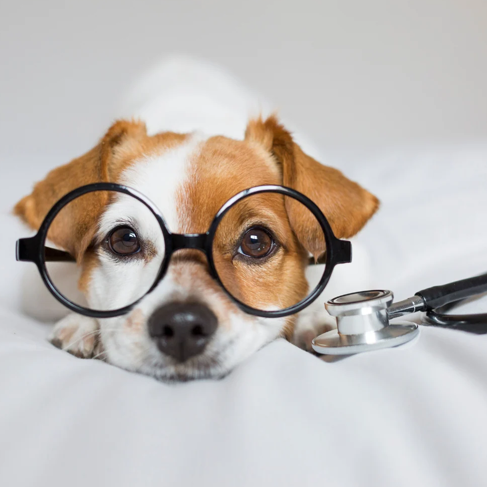 The Health Benefits of Owning a Dog