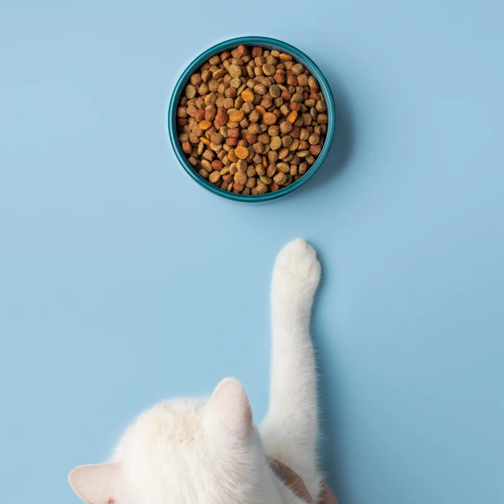 Cats and Their Nutritional Needs: What Can and Can't They Eat?