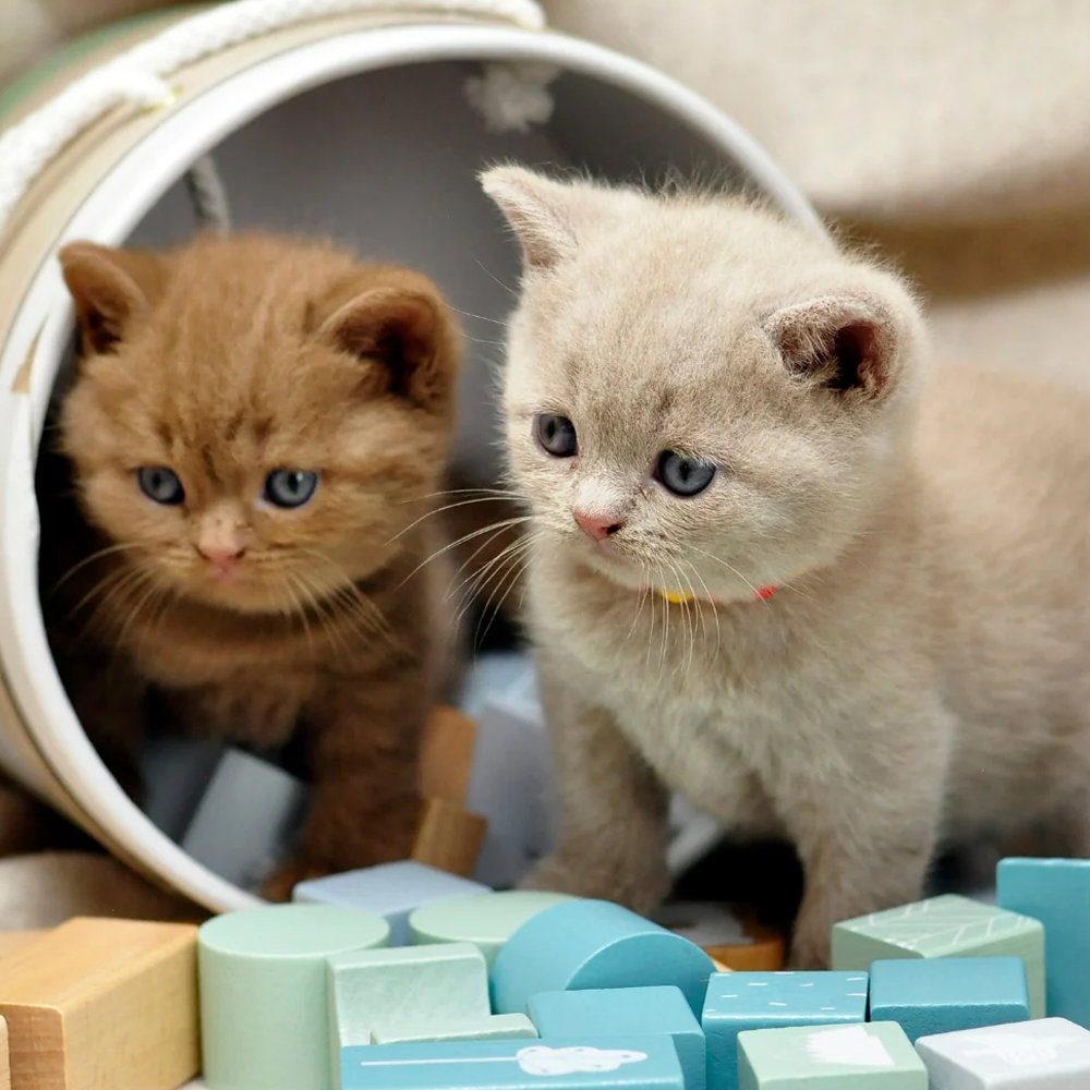 Cats and Their Quirks: Exploring the Fascinating World of Feline Behaviors