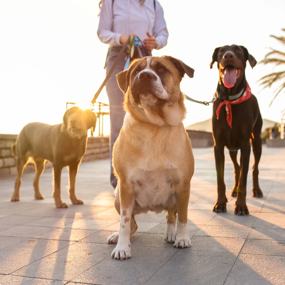 The Ultimate Guide to Choosing the Right Dog Breed