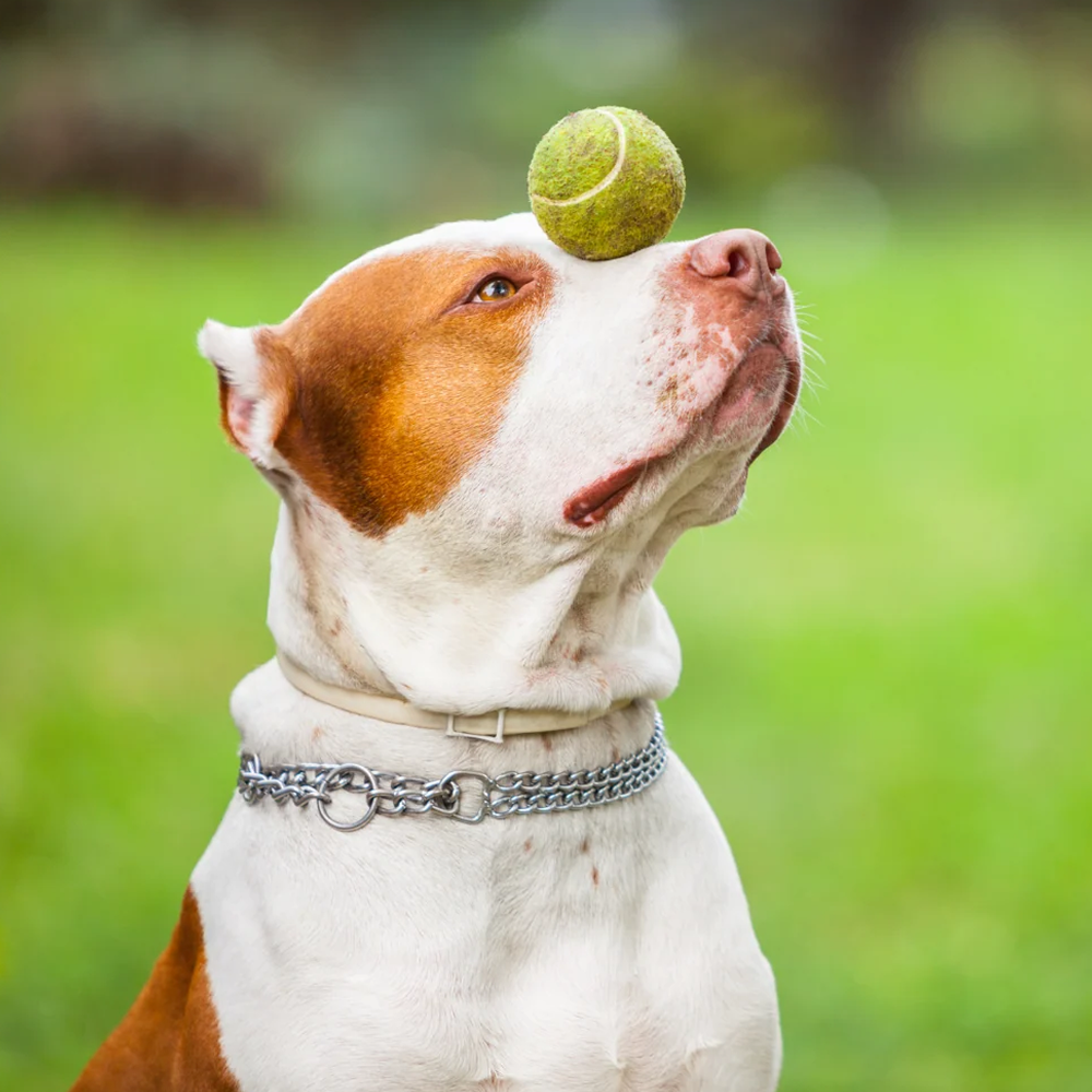 The Art of Dog Training: Comprehensive Tips and Techniques for Success