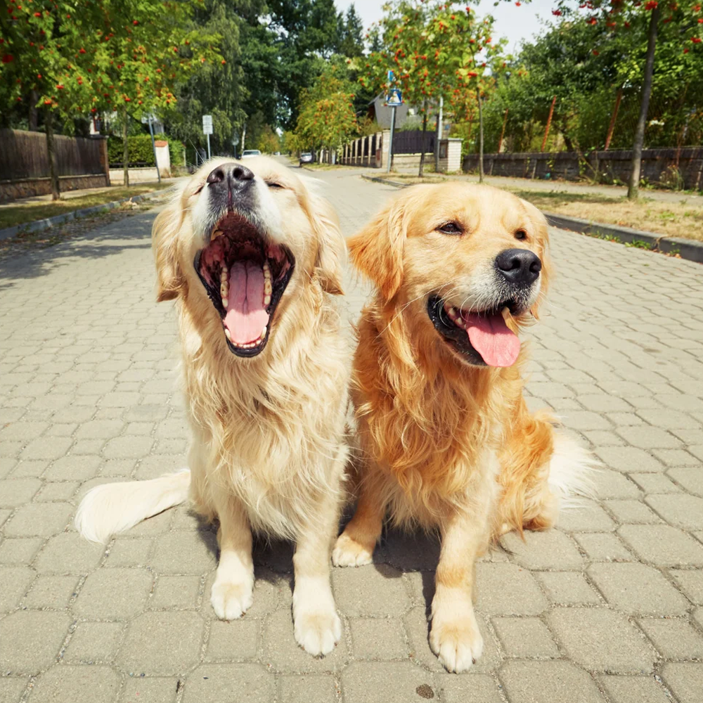 The Importance of Socialization for Dogs: Building a Well-Adjusted Canine Companion