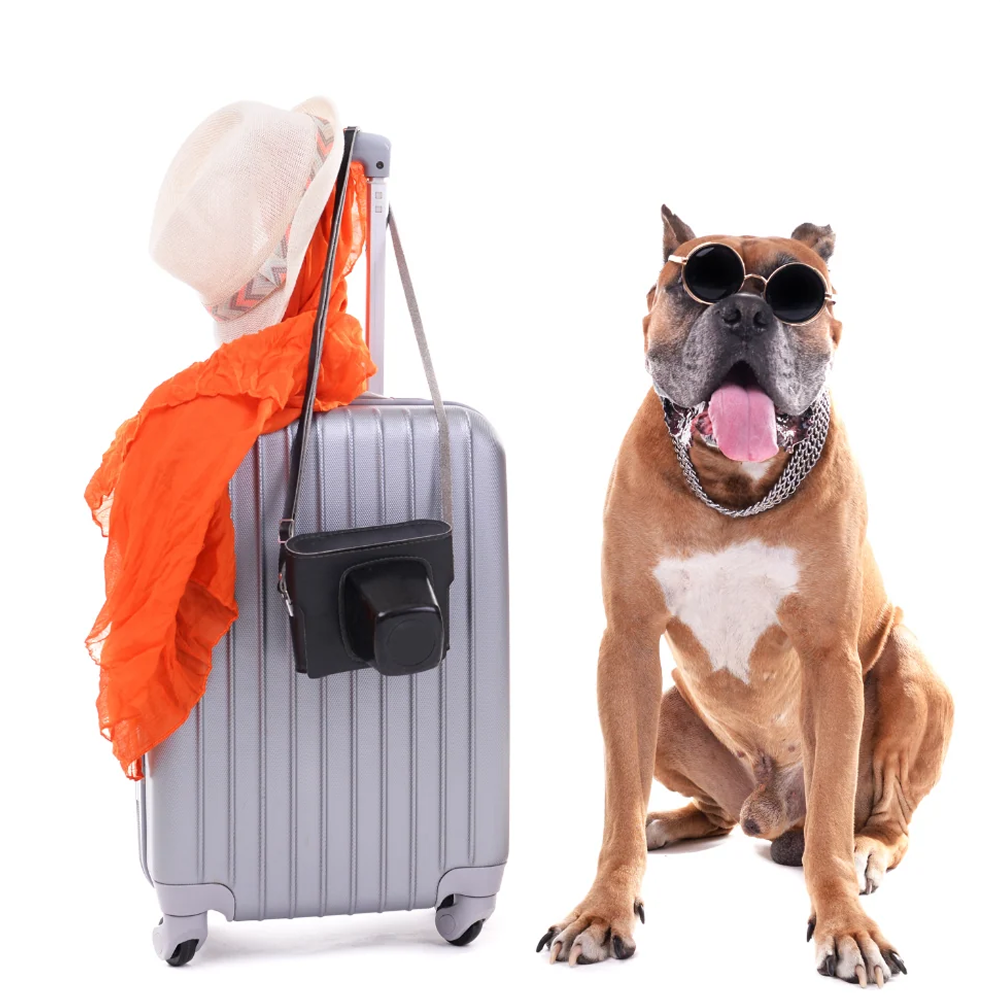 Traveling with Your Dog: Tips for a Smooth Trip