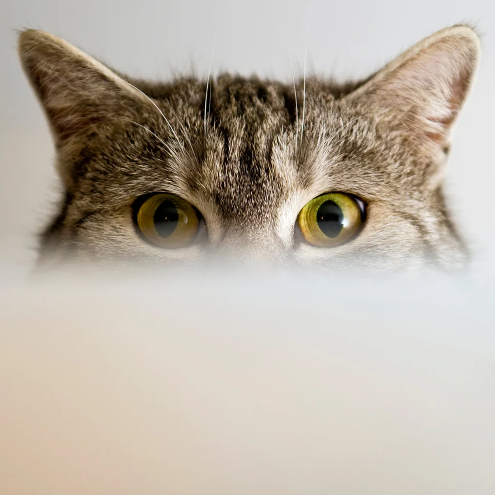 Understanding Feline Behavior: Unlocking the Secrets of Your Cat's Actions