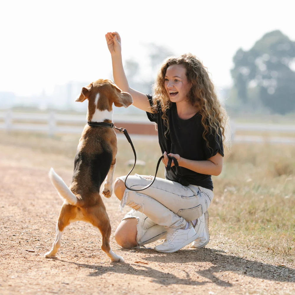 A Detailed Guide to Dog Training: Techniques, Tips, and Best Practices
