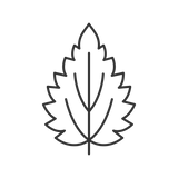 Nettle Leaf